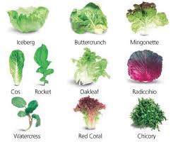 Image Result For Different Types Of Salad Greens Types Of