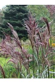 Miscanthus sinensis 'new hybrids' provide a multitude of miscanthus cultivars with varying heights, leaf widths and bloom times. Ornamental Grass Seeds Floral Landscape Varieties Redemption Seeds