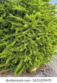 Image result for Berberis verruculosa