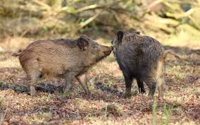 Damages native plants and crops and competes with native species wild boar, wild hog, feral pig, feral hog, old world swine, razorback, eurasian wild boar, russian wild. Species Wild Boar The Mammal Society