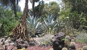 Care of cactus & succulents. Cactus And Succulents For Marylanders You Bet Homestead Gardens Inc