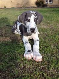 Brindle & fawn chic #: 16 Best Great Dane For Life Ideas Great Dane Dane Great Dane Puppy