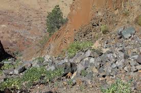 Image result for Dichilus lebeckioides