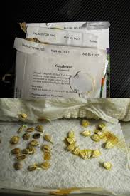 I have some very old / rare seeds from late 80s. For Those Who Doubt Decade Old Seeds Will Germinate Here Are The See Packets Seed Packets With Date And Germinating Seeds In The Same Picture Preppers