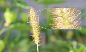 Image result for Setaria viridis