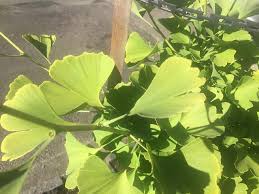 And learn more about our ginkgo trees! Photo Of The Leaves Of Maidenhair Tree Ginkgo Biloba Princeton Sentry Posted By Robertduval14 Garden Org