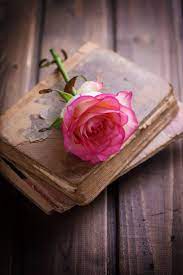 Don T Check On The Elderly Heather Christie Books Rose Flower Wallpaper Flower Phone Wallpaper Beautiful Rose Flowers