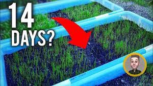 11 Reasons Why My Grass Seed Isn T Growing Tips To Fix