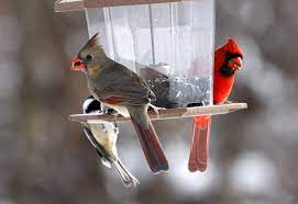 Maybe you would like to learn more about one of these? How To Attract Cardinals