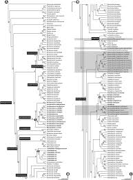 Image result for Triaspis macropteron