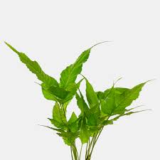 Image result for Bolbitis