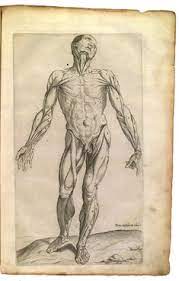 The prostate surrounds the urethra. Outline Of Human Anatomy Wikipedia