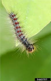 Oaks are their favorite host trees but aspen, apple and crabapple, basswood (linden), birch and willow trees are also highly suitable hosts. Gypsy Moth Unh Extension