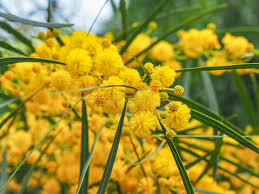 Image result for Fabaceae subfamily Mimosoideae