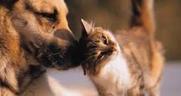 Adopt a pet from portage county animal protective league. Portage County Animal Shelter Petfinder