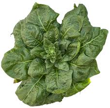 Image result for Spinacia oleracea