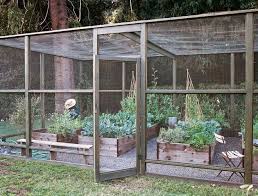Screened In Garden With Raised Beds Keeping Out Birds Large Bugs Dogs And Chicke Vegetable Garden Raised Beds Deer Resistant Garden Vegetable Garden Design