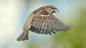 Sparrow is the region's largest health system offering some of the most advanced medical technology in the world. The Chattering Of Sparrows Is Ingrained In Our Psyche Comment The Times