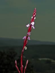 Image result for Striga junodii