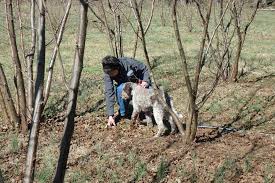 Typical climate zones are mediterranean. Black Perigord Truffles In Nc Nc State Extension
