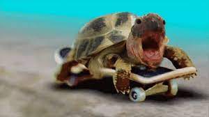 Turtle eating baby strawberry most adorable cute cutest ever thing turtles animals seen tortoise strawberries entire motherjones animal erdbeere schildkroete. Top 30 Turtle Eating Strawberry Gifs Find The Best Gif On Gfycat