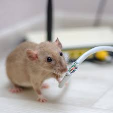 From europe in the late 18th century, the norway rat is now found throughout the interior of the nation, from the west to the east (except in coastal areas). How To Get Rid Of Mice The Home Depot