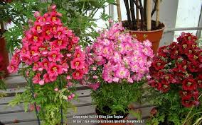 The poor man's substitute trope as used in popular culture. Photo Of The Entire Plant Of Poor Man S Orchid Schizanthus Pinnatus Posted By Kniphofia Garden Org
