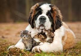 St Bernard Irki Hakkinda Her Sey Saint Bernard Cinsin Ozellikleri Ve Aciklamasi