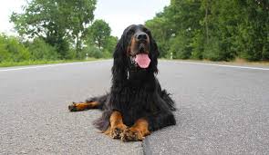 Image result for skotský setr gordonsetr