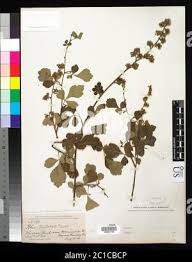 Image result for Cogniauxia trilobata