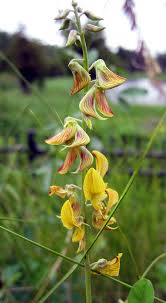 Image result for Crotalaria pallida