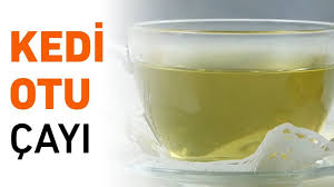 Uykusuzluga Iyi Gelen Kedi Otu Cayi Nasil Yapilir Otlar Saglik Stres