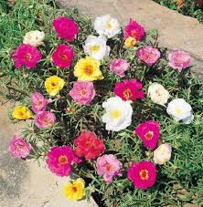 La parola portulaca deriva dal latino portula, che significa piccola porta, in riferimento ai frutti di questa pianta che sono capsule che. Piante Da Vaso Portulaca Portulaca Porcellana Portulaca Grandiflora Portulaca Oleracea Portulaca Sativa