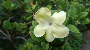 Image result for Brunfelsia americana