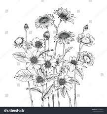 Stock Vector Sketch Floral Botany Collection Feverfew Camellia And Daisy Flower Drawings Black And White With Flower Drawing Daisy Flower Drawing Floral Botany