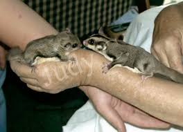 What Is The Difference Between A Sugar Glider And A Flying Squirrel Cuteanimals
