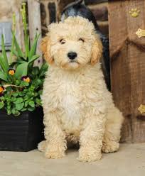 You should never buy a puppy based solely on price. Cody Mini Goldendoodle Puppy For Sale In Lewisburg Pa Lancaster Puppies Goldendoodle Puppy Mini Goldendoodle Puppies Puppies