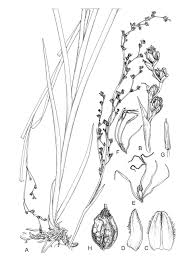 Image result for Courtoisina assimilis