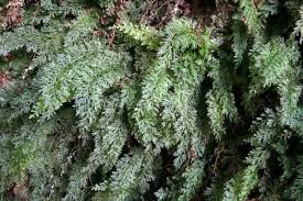 Image result for Vandenboschia gigantea