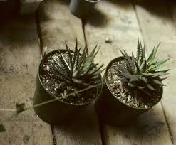 Read on to find out how to get rid of ants in container plants and keep them gone. Propagation Of Succulent Plants Space For Life