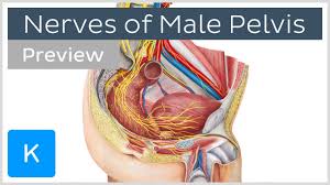 Sacrum (the large triangular bone at the base of the spine) Nerves Of Male Pelvis Overview Preview Human Anatomy Kenhub Youtube