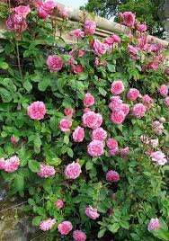 Gertrude Jekyll Climbing Rose Climbing Roses David Austin Roses Heirloom Roses