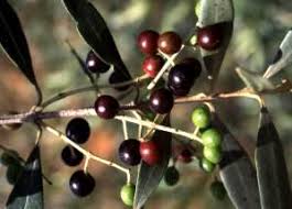 Image result for Olea woodiana