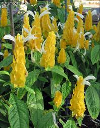 Image result for Pachystachys