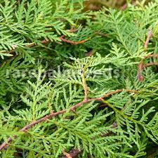 This species contributes to biodiversity through its association with rare. Thuja Occidentalis Northern White Cedar Eastern Arborvitae Buy Seeds At Rarepalmseeds Com