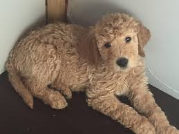 We did not find results for: Brushy Creek Doodles