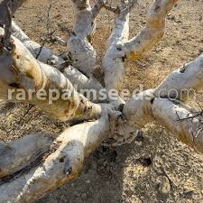 Image result for Faurea discolor