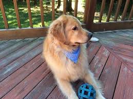 Travel Inspiration Entrepreneur Health Motivation Model Beautiful Rich Instadaily Beauty Millionaire Gym Healt In 2020 Golden Retriever Motivation Beautiful