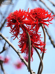 Image result for Erythrina abyssinica