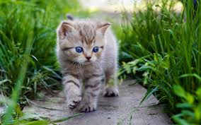 Cute cat aesthetic wallpapers drawing. Free Download Cats Kittens Grass Animals Kitten Eyes Baby Cute Cat Wallpaper 2560x1600 For Your Desktop Mobile Tablet Explore 48 Baby Cats Wallpaper Cats Wallpaper Cute Kitten Wallpapers For